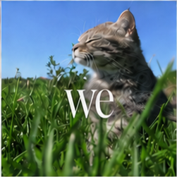 we